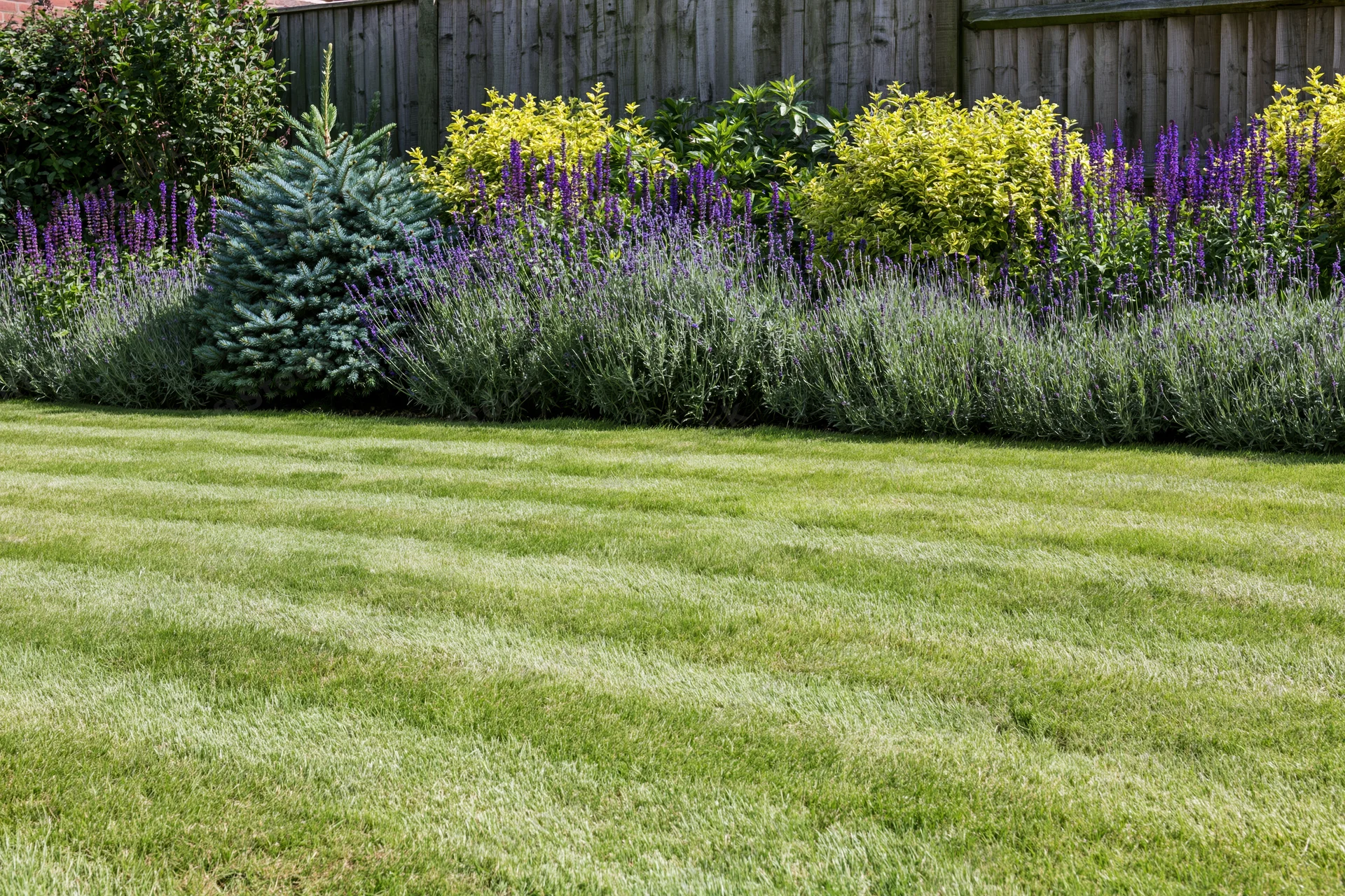 Striped mowed lawn in front of a garden border with lavender and shrubs along a wooden fence