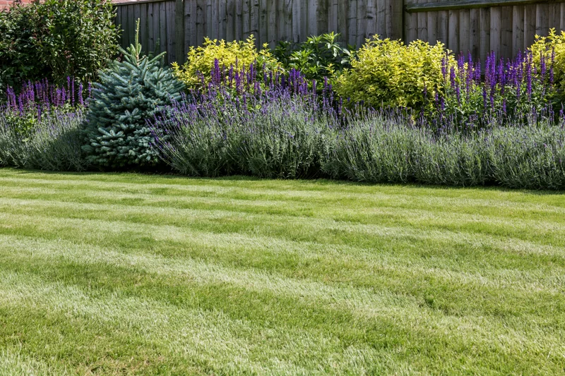 Striped mowed lawn in front of a garden border with lavender and shrubs along a wooden fence