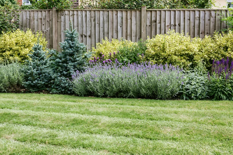 Striped mowed lawn in front of a row of lavender, conifers and shrubs along a wooden fence in a residential garden