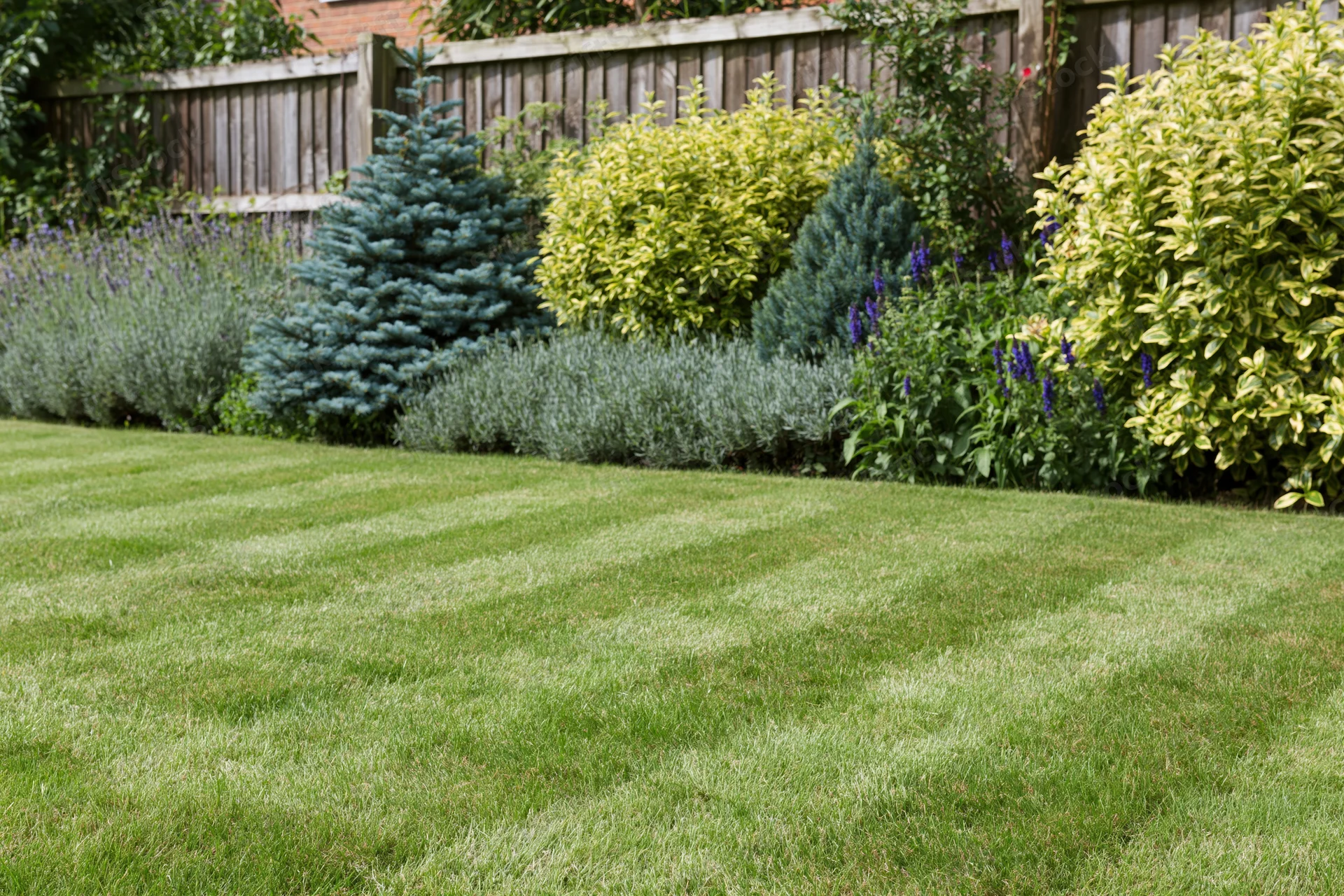 Freshly mowed striped lawn in a tidy residential garden with shrubs and conifers along a wooden fence
