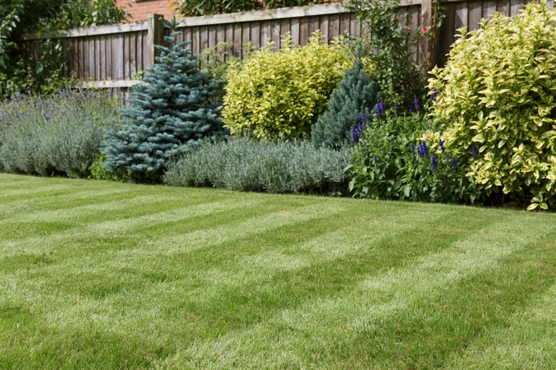 Freshly mowed striped lawn in a tidy residential garden with shrubs and conifers along a wooden fence