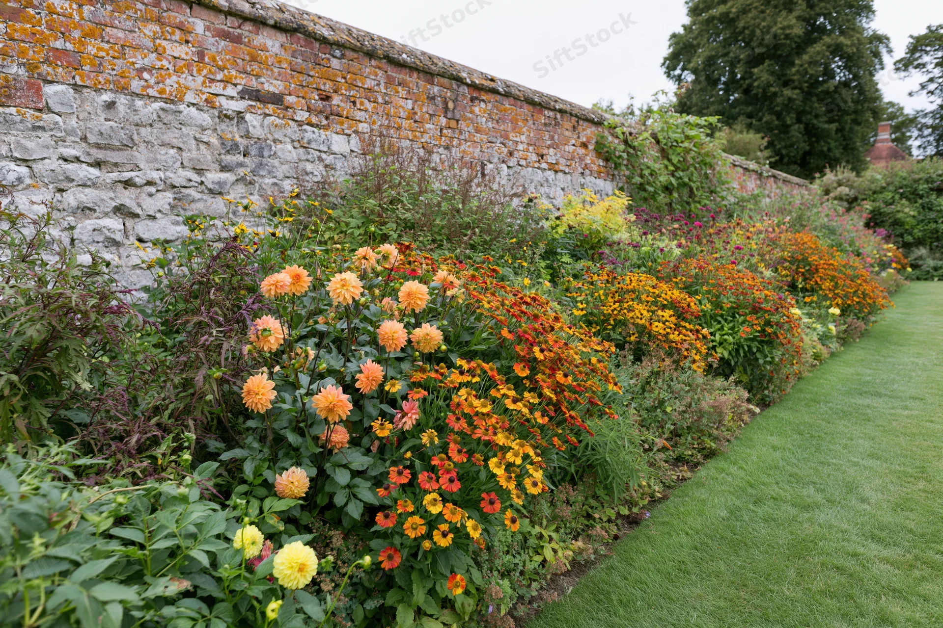 Colorful herbaceous border of dahlias and zinnias along a lichen-covered brick wall in a traditional english garden with a mown lawn beside it