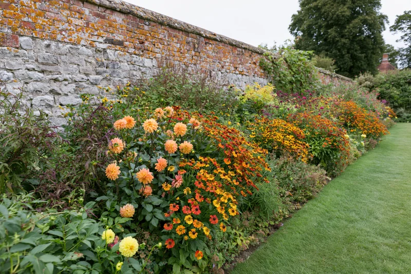 Colorful herbaceous border of dahlias and zinnias along a lichen-covered brick wall in a traditional english garden with a mown lawn beside it