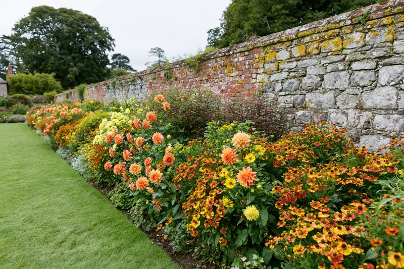 Colorful herbaceous border of dahlias and coreopsis along a stone and brick garden wall beside a mowed lawn