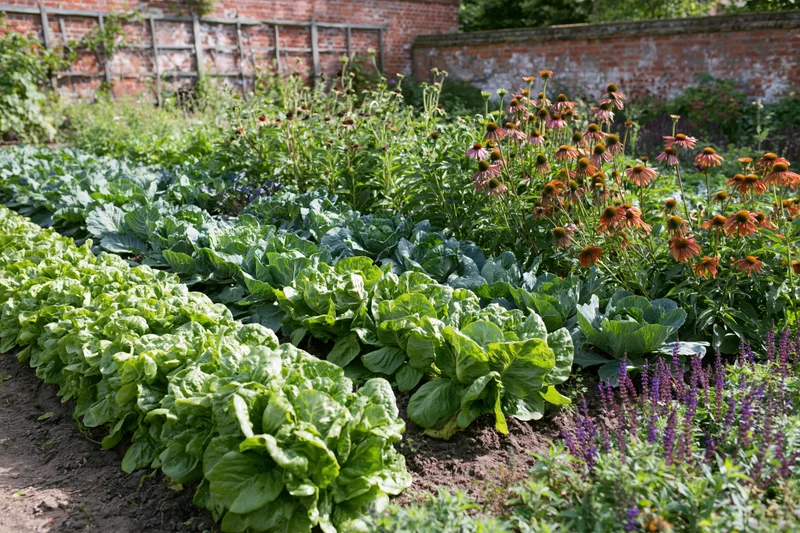 Neat rows of lettuce and brassicas growing in a walled kitchen garden with coneflowers and purple blooms