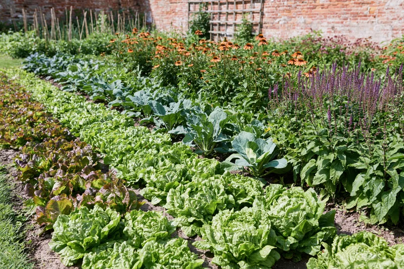 Neat rows of lettuce and brassicas growing in a walled kitchen garden with flowering plants and brick walls