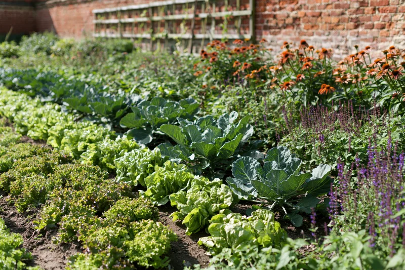 Neat rows of lettuce and cabbage growing in a walled garden with flowering plants and brick walls