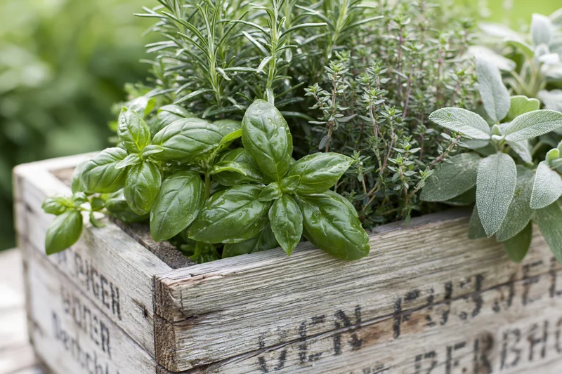Fresh herbs growing in a weathered wooden crate outdoors