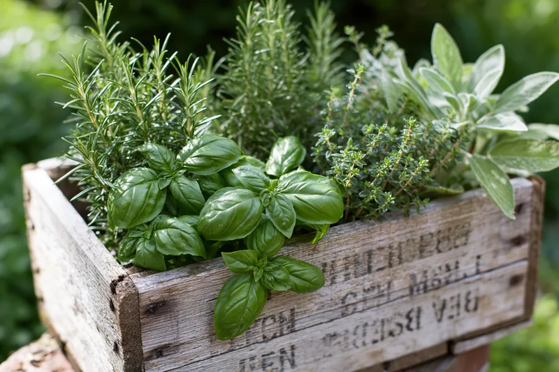 Fresh herbs including basil, rosemary, thyme and sage growing in a weathered wooden crate outdoors