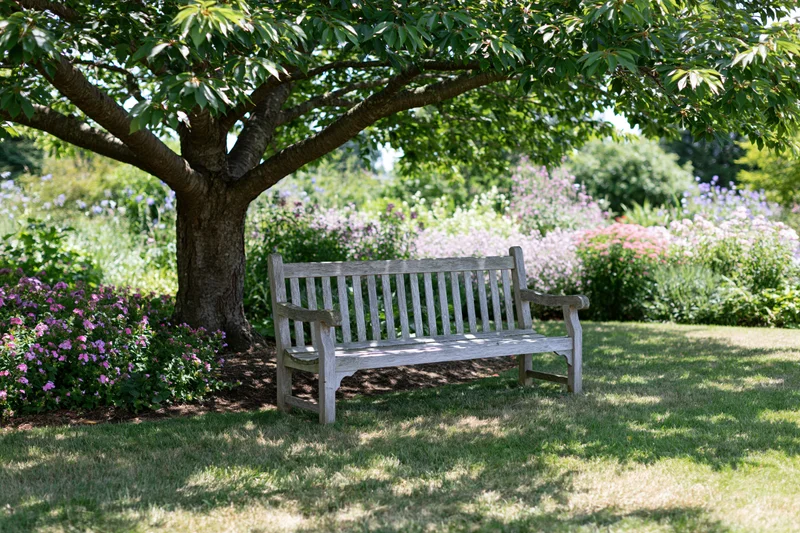 Weathered wooden bench under a large tree in a flower-filled garden