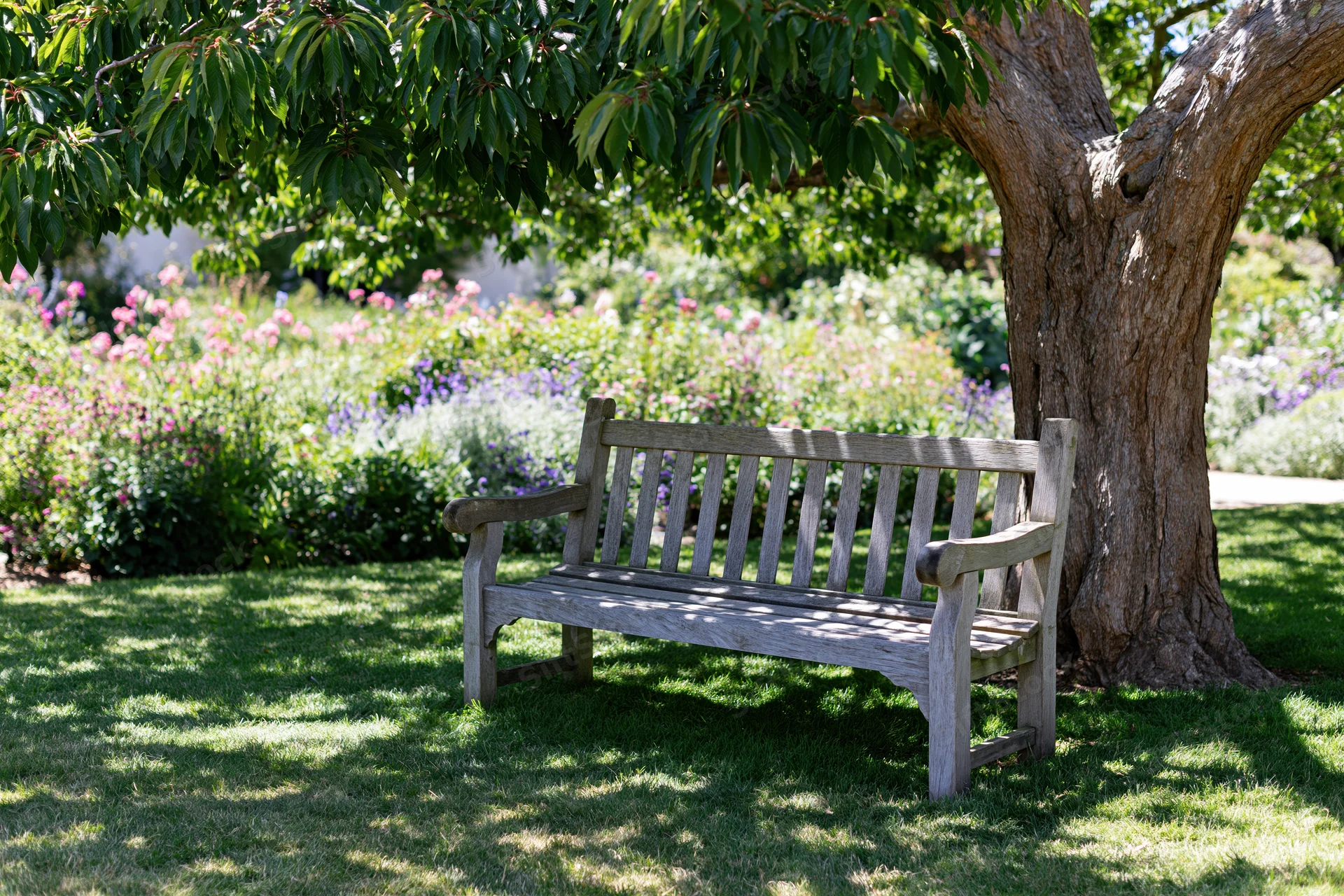 Weathered wooden bench under a large tree in a sunlit garden with flowering shrubs and green grass