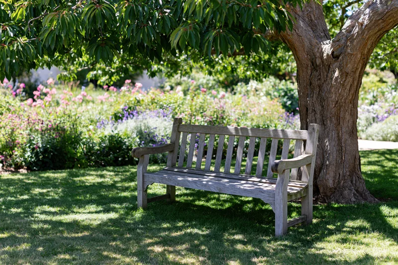Weathered wooden bench under a large tree in a sunlit garden with flowering shrubs and green grass