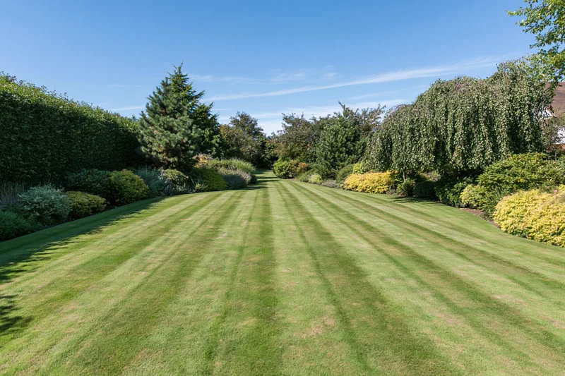 Striped lawn in an english country garden bordered by hedges and shrubs under a clear blue sky