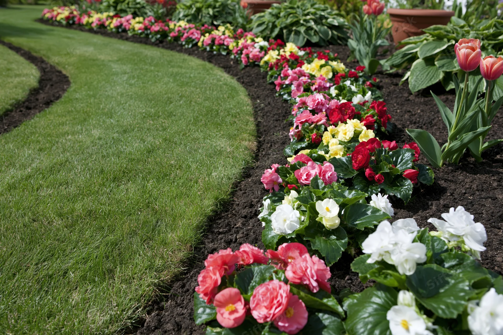 Curved flowerbed with colorful begonias and tulips along a green lawn in a residential garden
