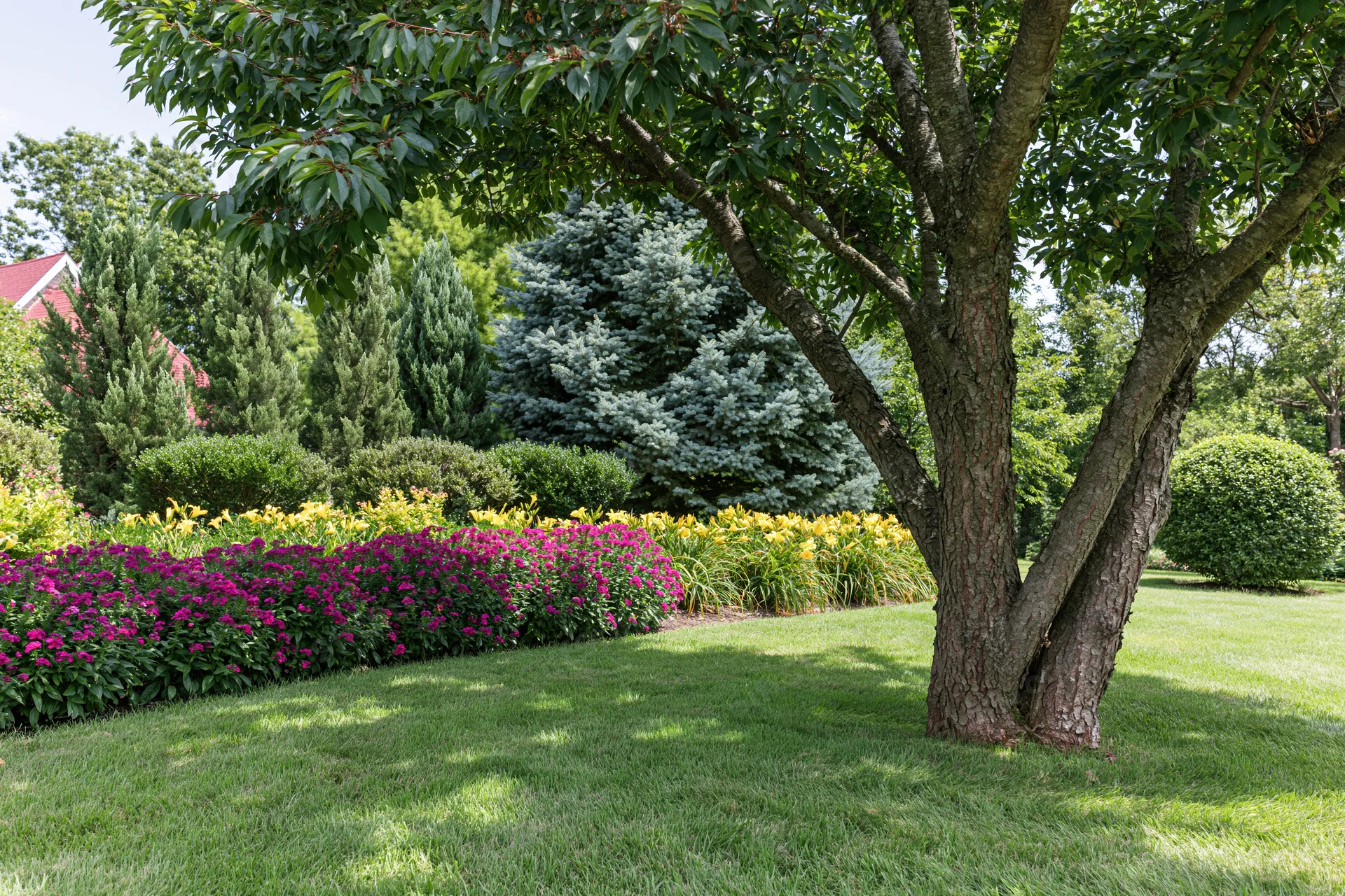 A multi-trunk tree stands in a well-maintained residential garden with colorful flower beds and green shrubs surrounding a manicured lawn