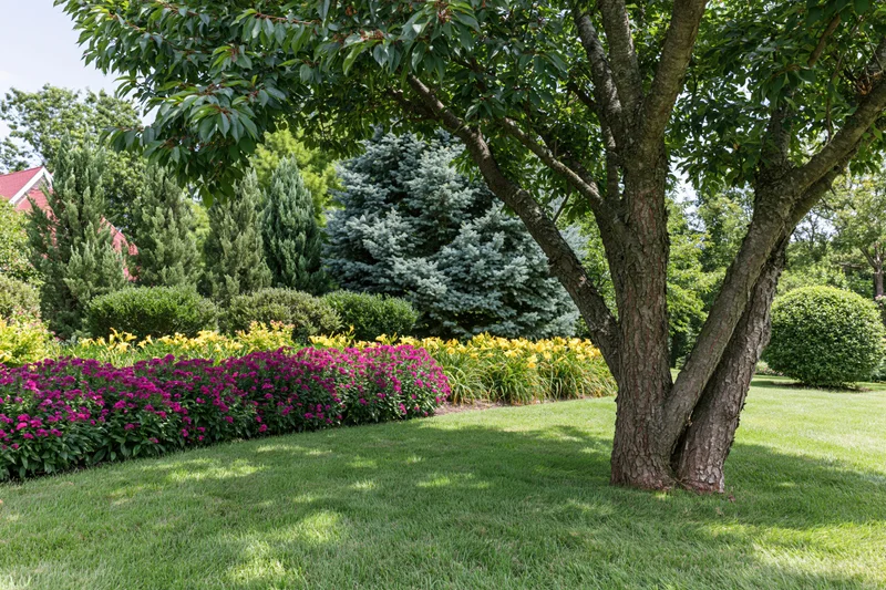 A multi-trunk tree stands in a well-maintained residential garden with colorful flower beds and green shrubs surrounding a manicured lawn