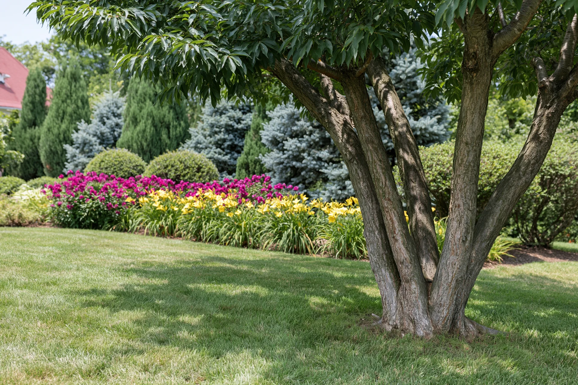 Multi-trunk ornamental tree in a well-maintained residential garden with colorful flower beds and green lawn