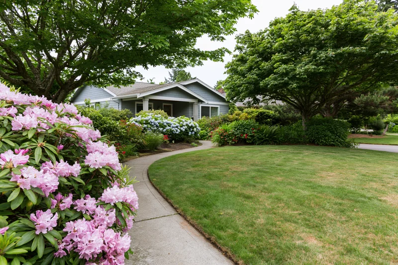 Curved concrete pathway leading to a suburban house surrounded by blooming rhododendrons and green lawn