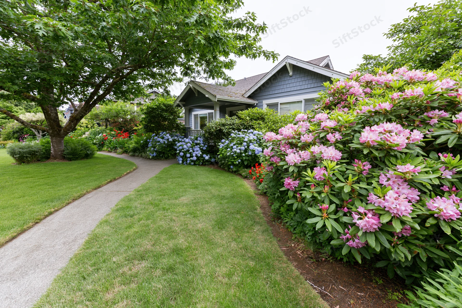 Curved concrete pathway leading to a suburban house surrounded by blooming rhododendron and hydrangea shrubs in a well-maintained front yard