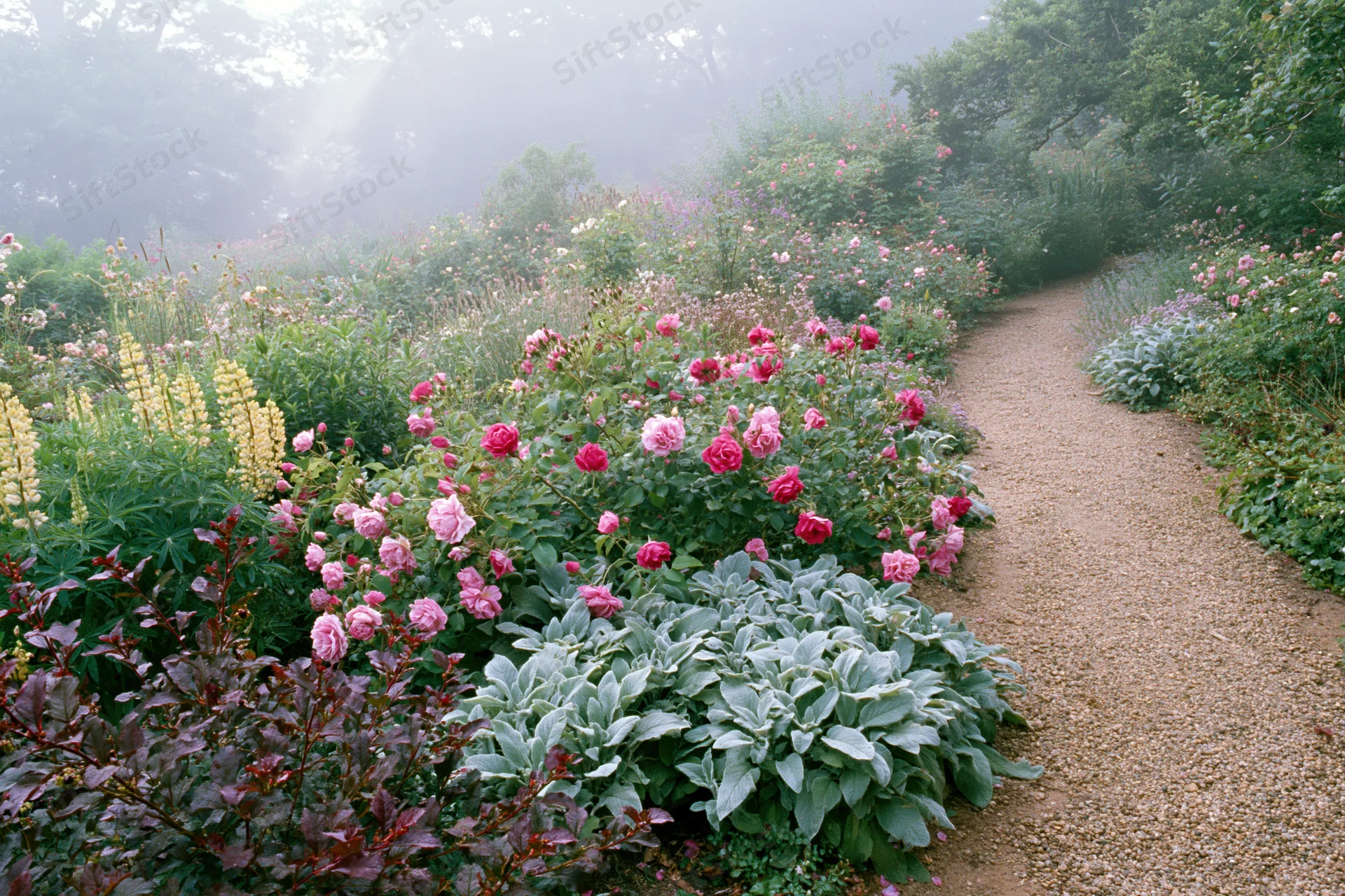 Winding gravel path through blooming cottage garden with roses and herbs in misty morning
