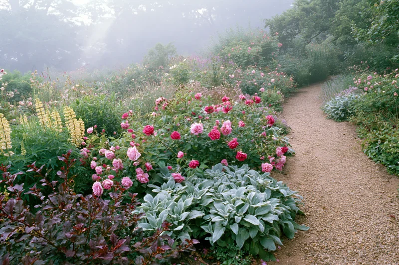 Winding gravel path through blooming cottage garden with roses and herbs in misty morning