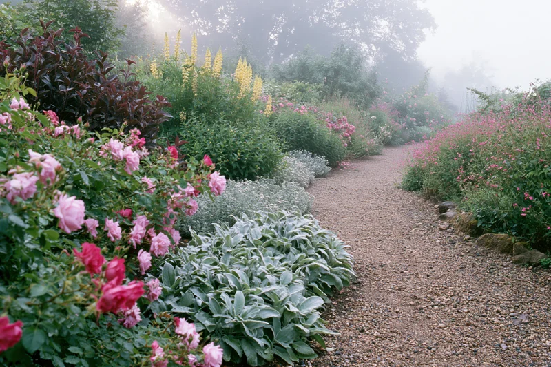 Winding gravel path bordered by blooming roses and lush greenery in a cottage-style garden