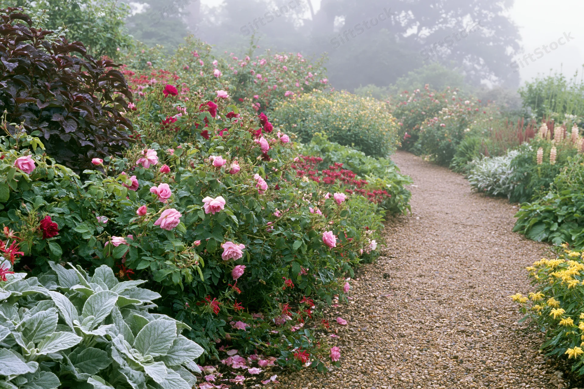 Winding gravel path through dense cottage-style garden bordered by blooming roses and lush greenery in misty morning light