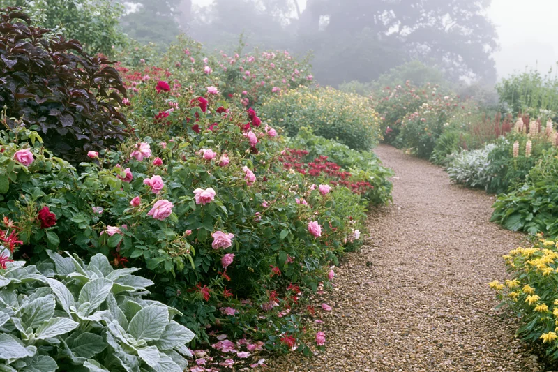 Winding gravel path through dense cottage-style garden bordered by blooming roses and lush greenery in misty morning light