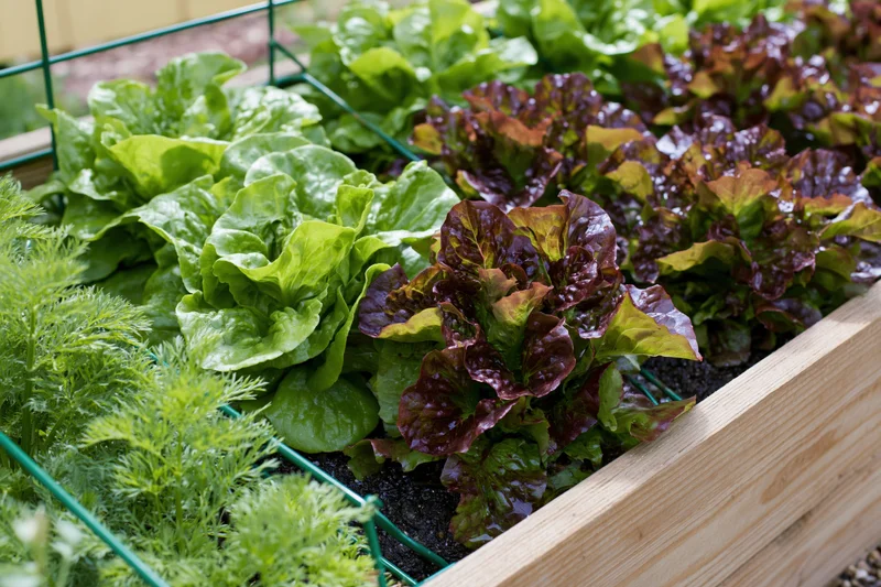Rows of green and red lettuce growing in a wooden raised garden bed
