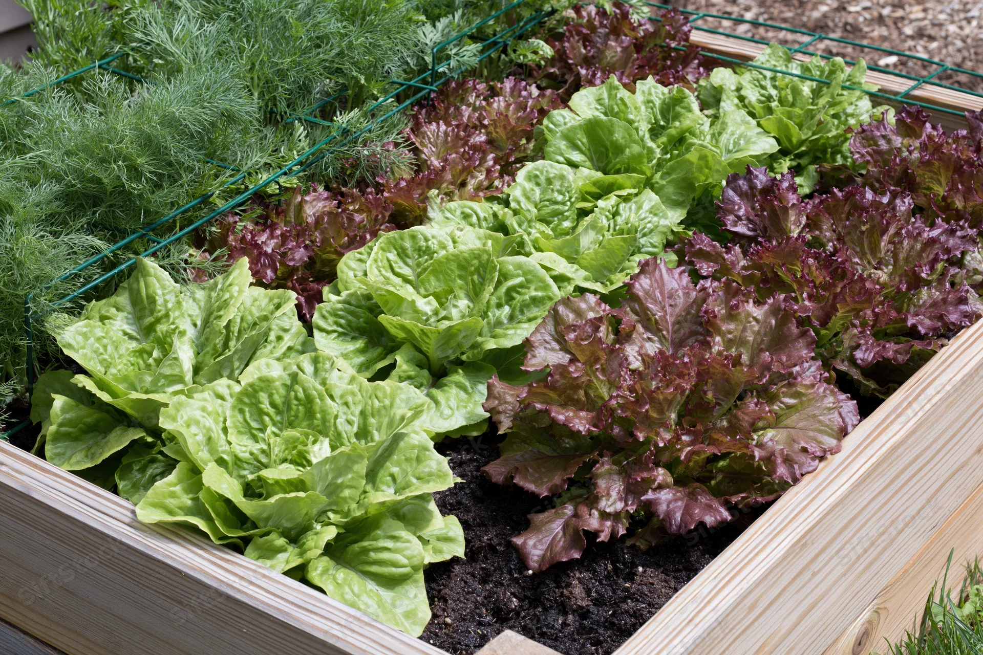 Rows of green and red leafy lettuce growing in a wooden raised garden bed outdoors