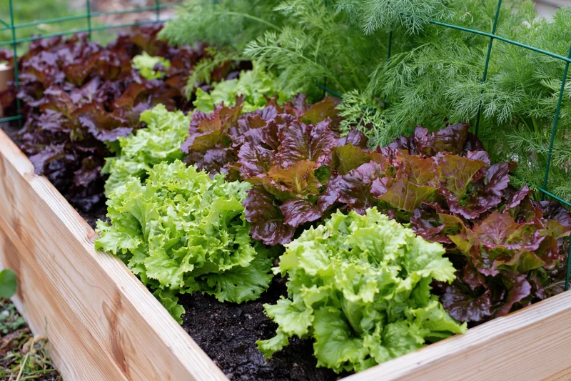 Rows of green and red leaf lettuce growing in a wooden raised garden bed outdoors