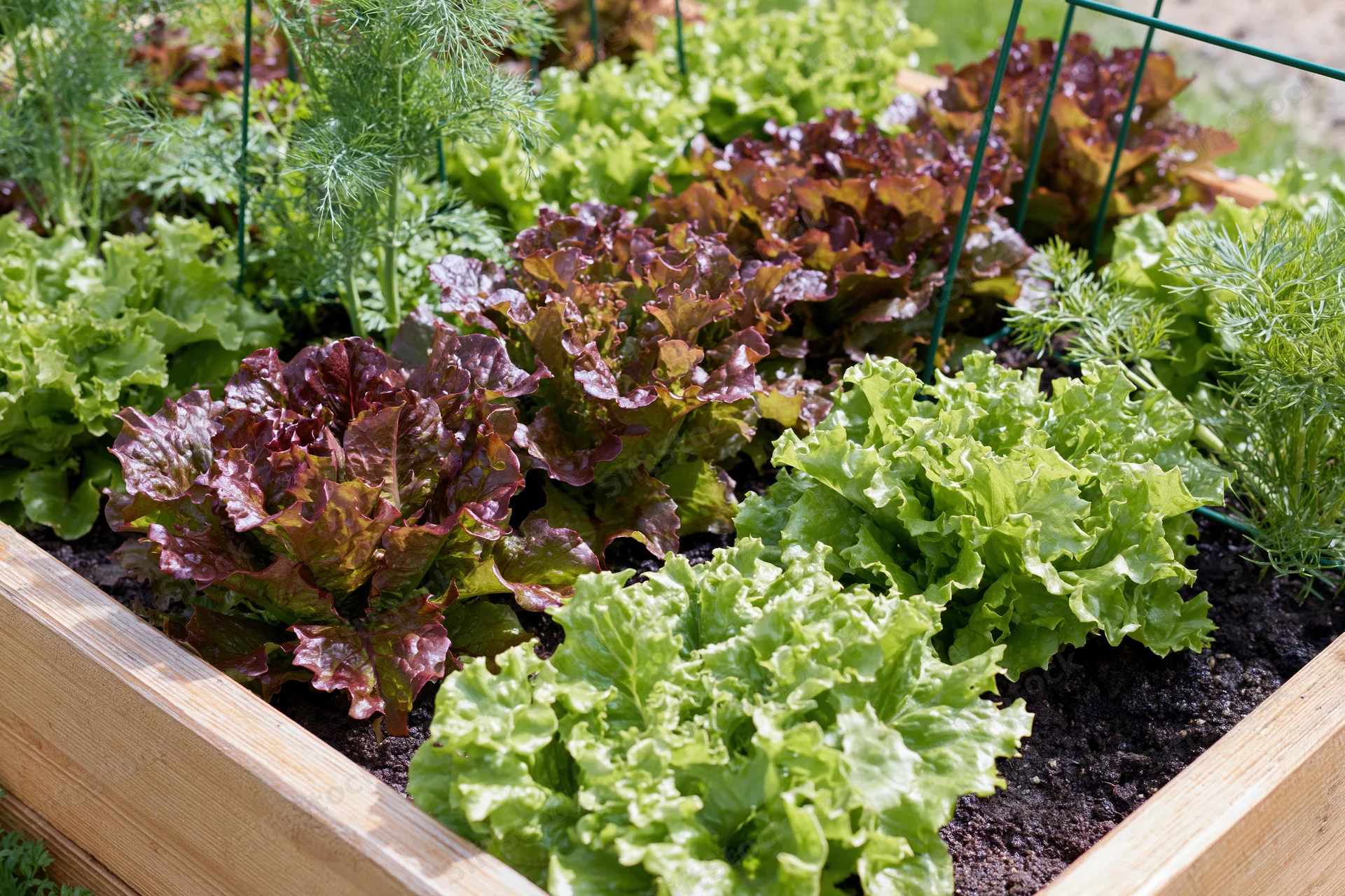 Rows of green and red leaf lettuce growing in a wooden raised garden bed outdoors