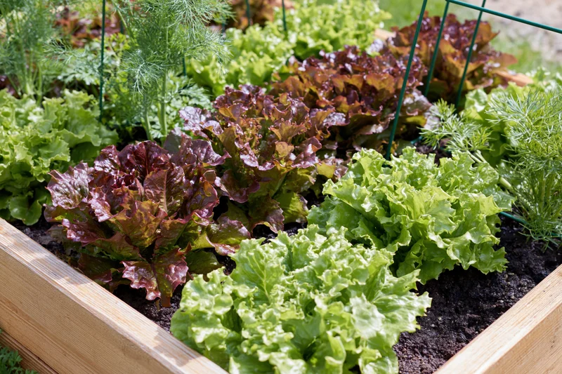 Rows of green and red leaf lettuce growing in a wooden raised garden bed outdoors