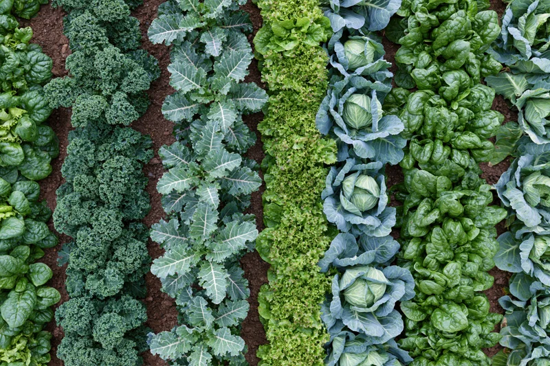 Aerial top-down view of neat rows of kale, cabbage, lettuce and spinach in a vegetable garden