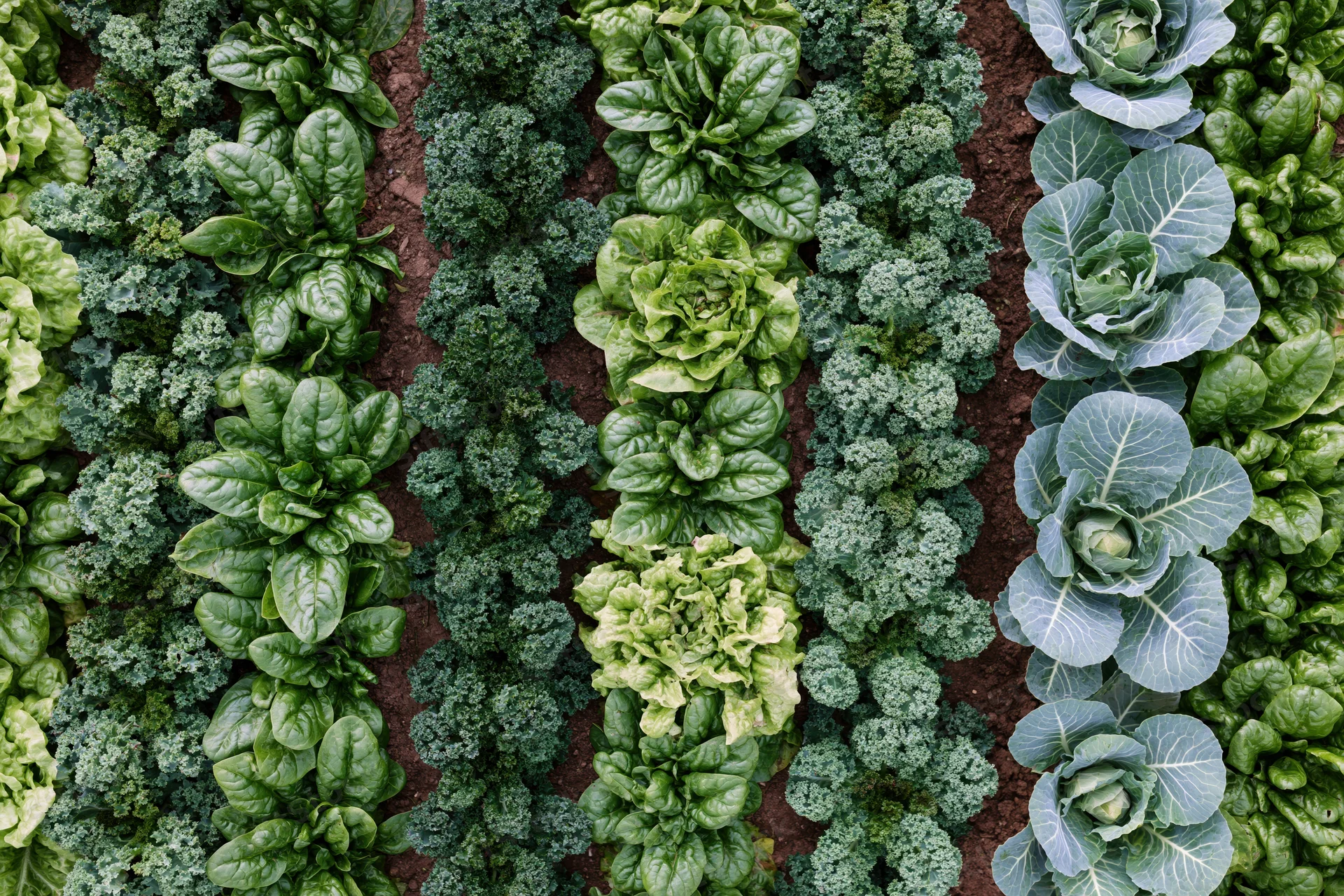 Aerial top-down view of neat rows of leafy vegetables growing in a garden bed