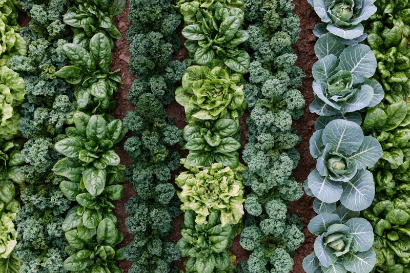 Aerial top-down view of neat rows of leafy vegetables growing in a garden bed
