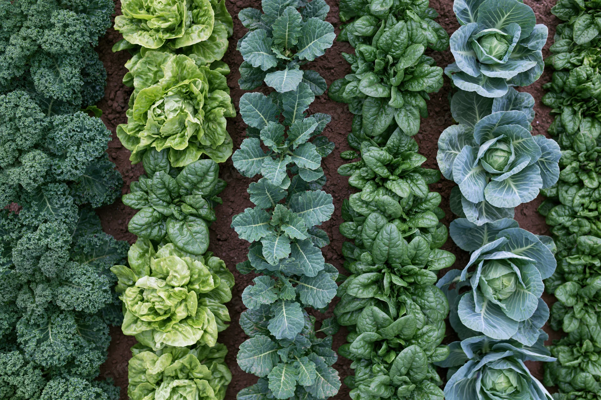 Aerial top-down view of rows of kale, lettuce, cabbage, and spinach growing in a vegetable garden