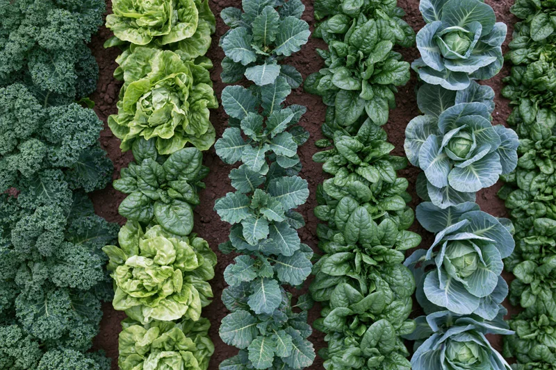 Aerial top-down view of rows of kale, lettuce, cabbage, and spinach growing in a vegetable garden