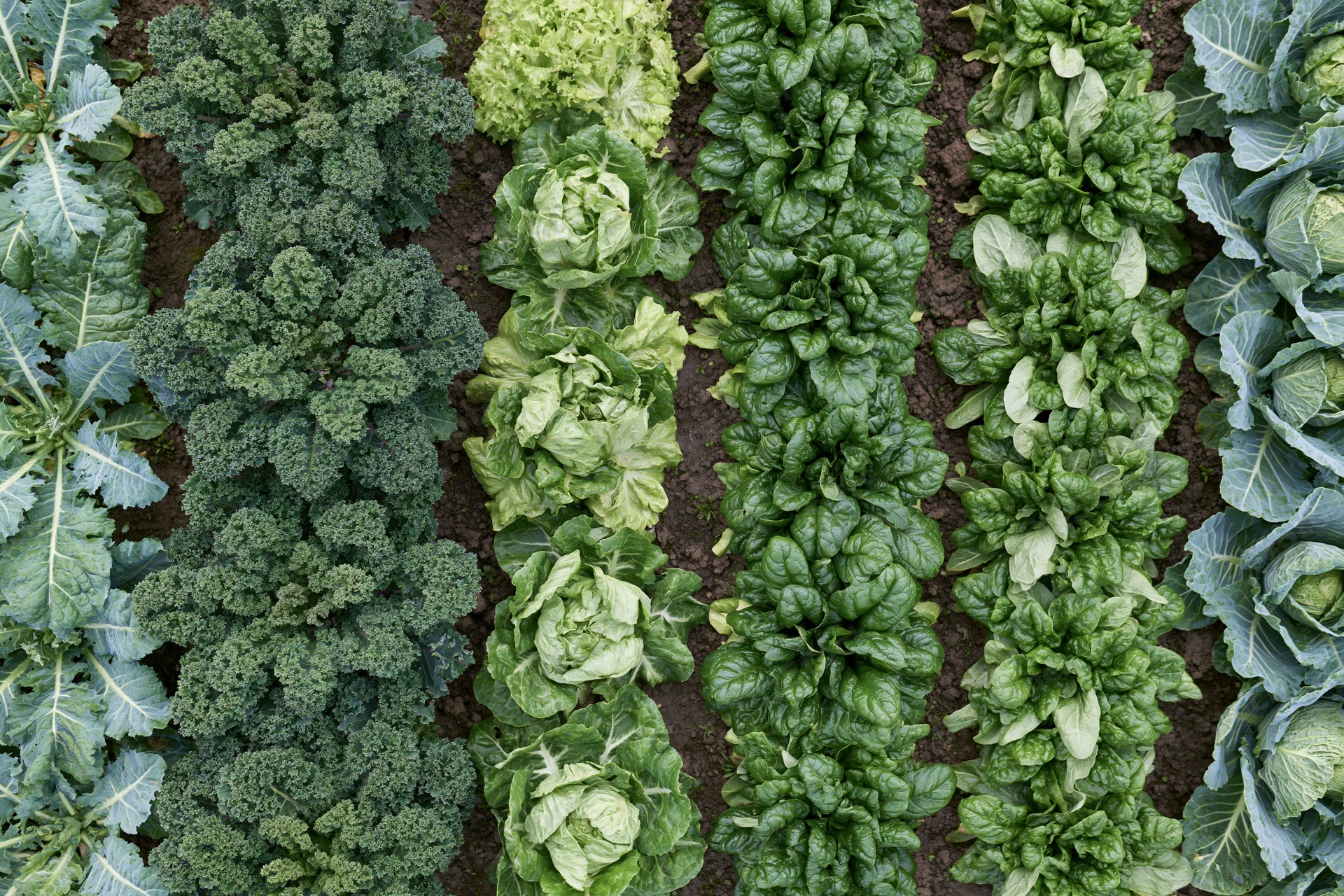 Aerial top-down view of neat rows of kale, lettuce, cabbage and spinach growing in a vegetable garden