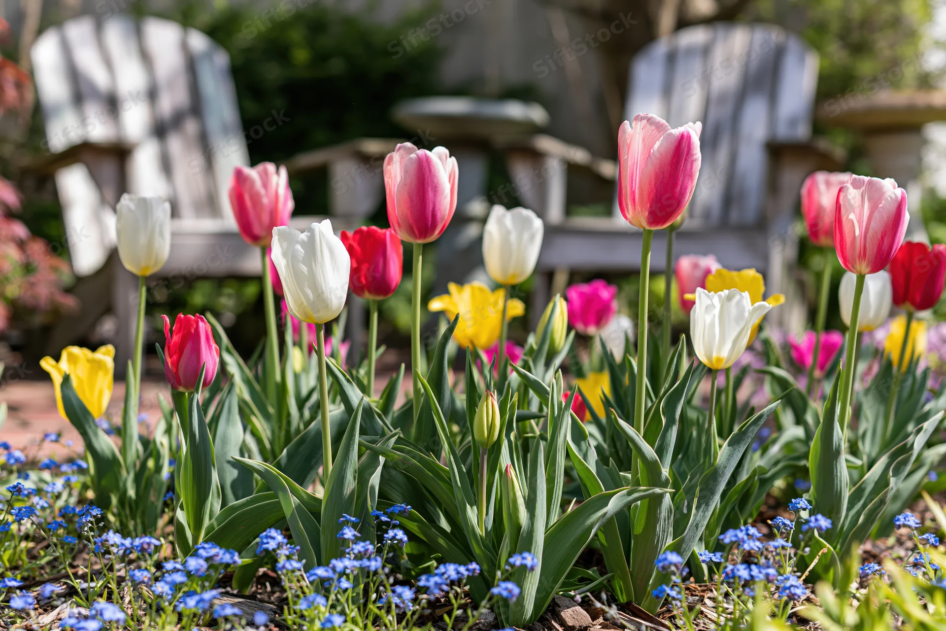 Blooming tulips in a garden bed with adirondack chairs in the background