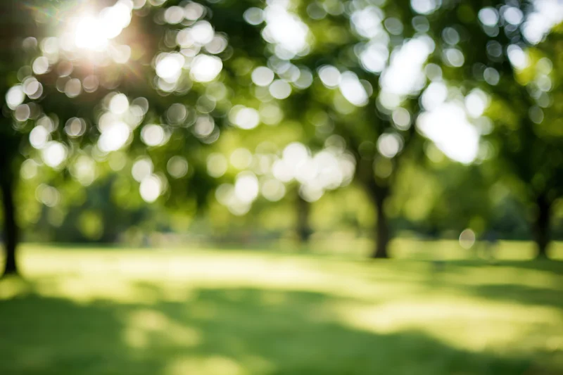 Blurred view of a sunlit park with green trees and grass in soft focus