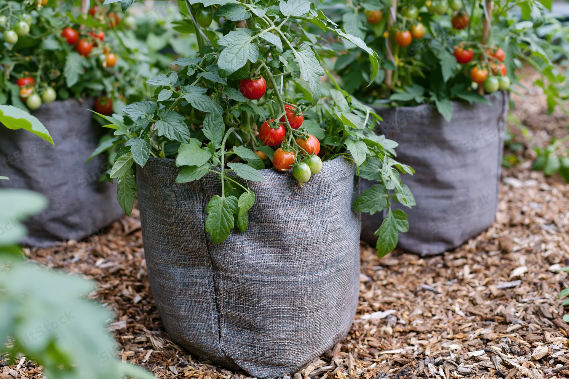 Cherry tomato plants growing in grey fabric grow bags on mulched ground