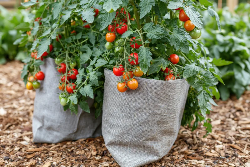 Cherry tomato plants growing in grey fabric grow bags in a mulched garden bed