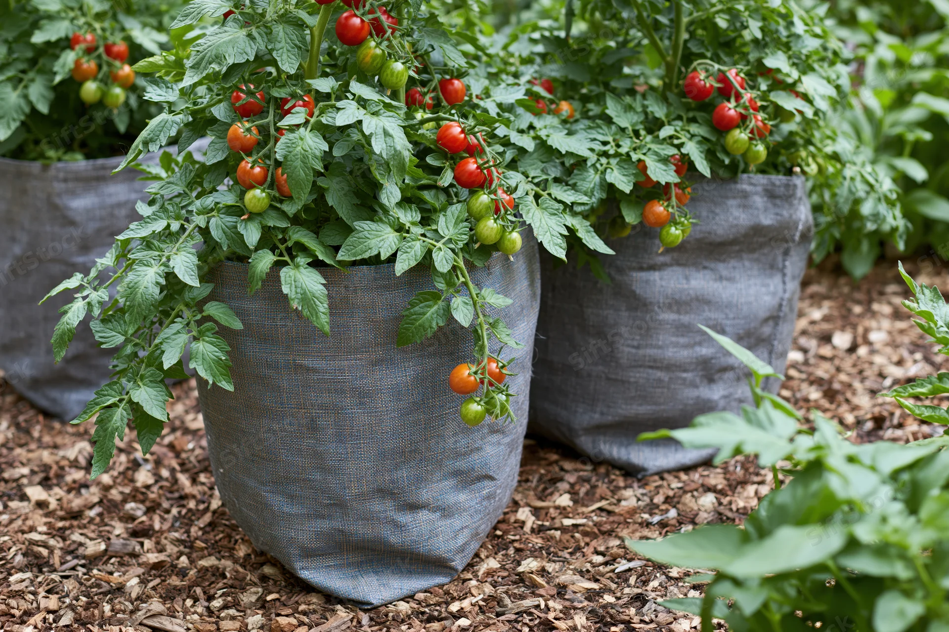 Cherry tomato plants growing in grey fabric grow bags on mulched ground