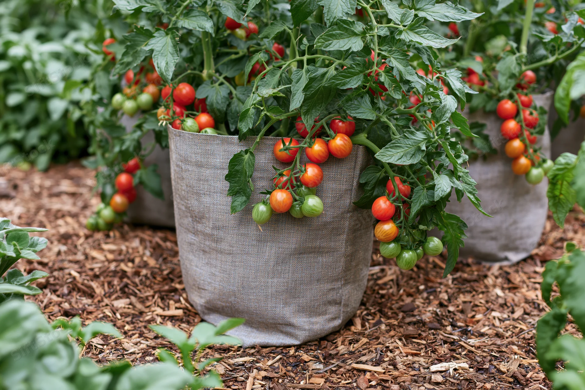 Cherry tomato plants growing in grey fabric grow bags on mulched ground