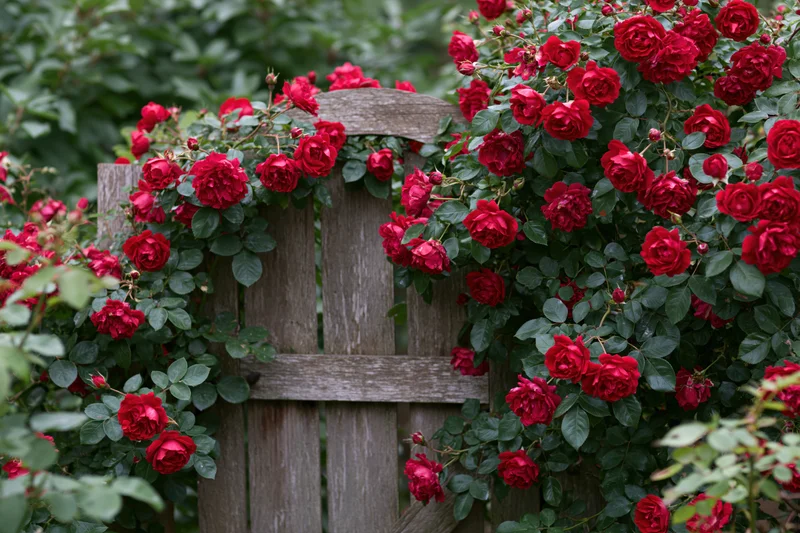 Climbing red roses in full bloom cascading over a weathered wooden garden gate