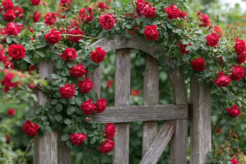 Climbing red roses in full bloom cascading over a wooden garden arch