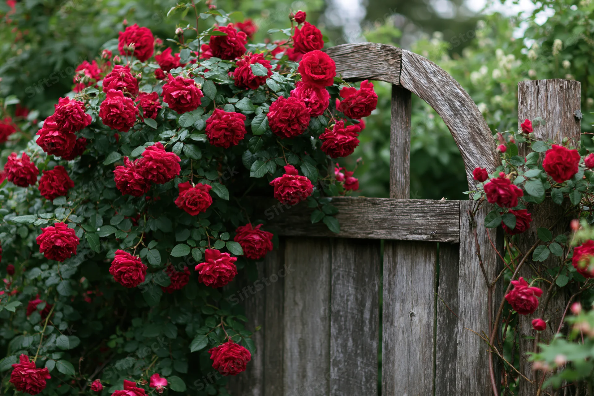 Climbing red roses in full bloom cascading over a wooden garden gate