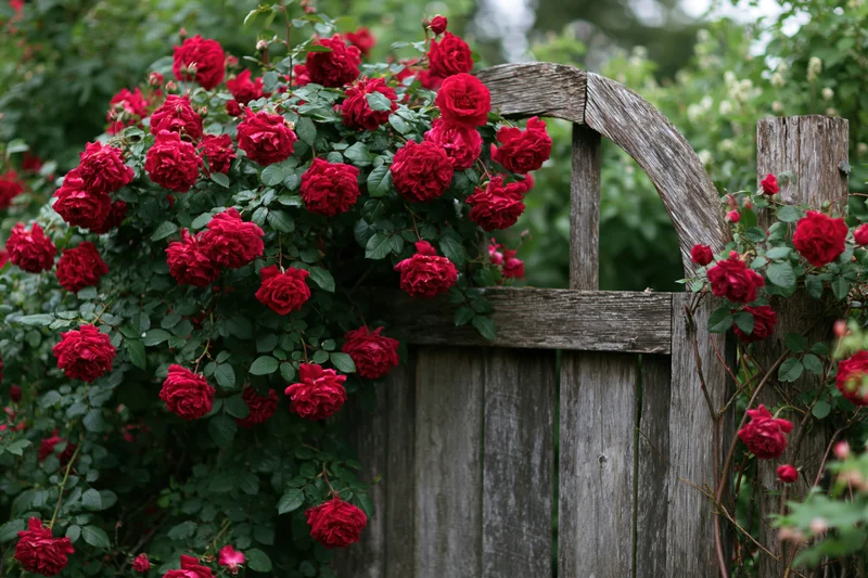 Climbing red roses in full bloom cascading over a wooden garden gate