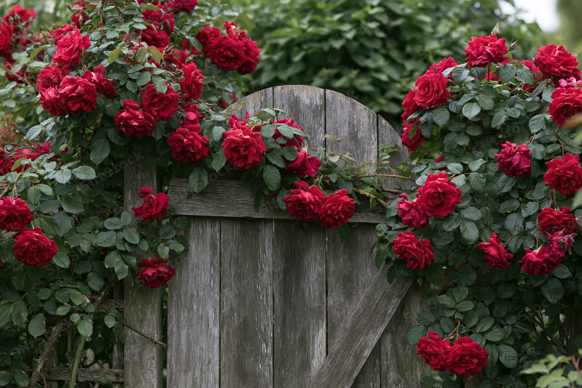Climbing red roses in full bloom cascading over a weathered wooden garden gate
